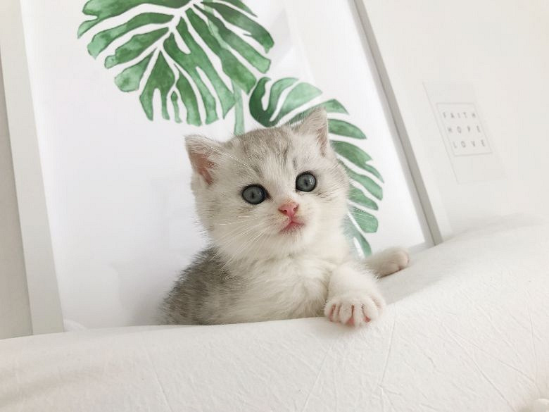 喵主驾到#苏格兰折耳猫 成年 种猫 1