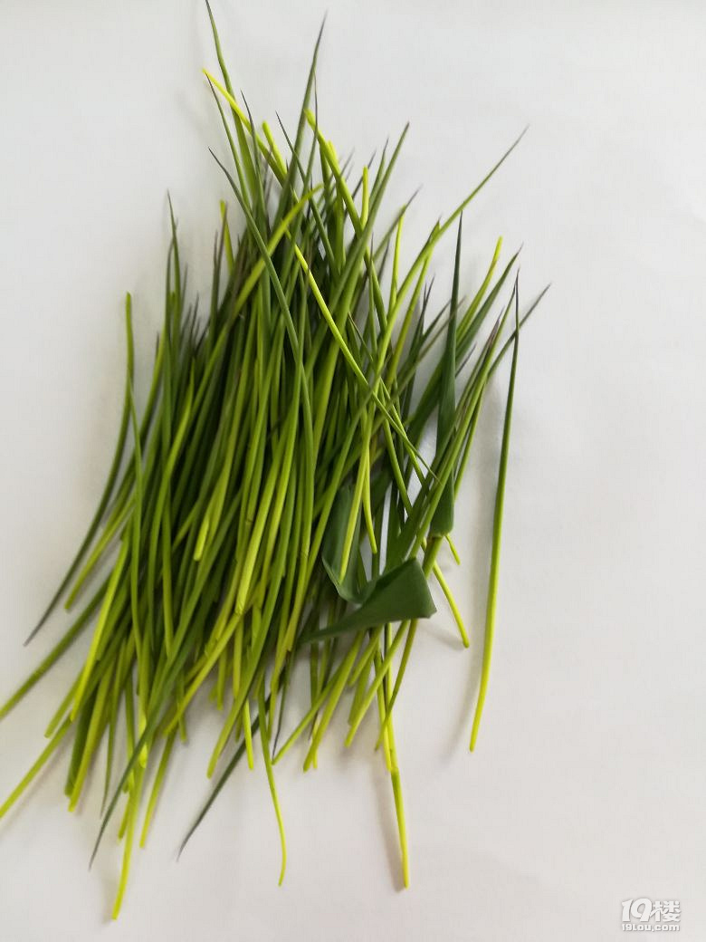 新鲜的竹叶-竹尖尖