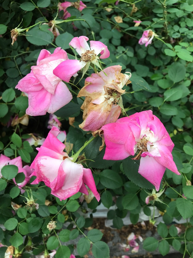 花开花谢知多少!