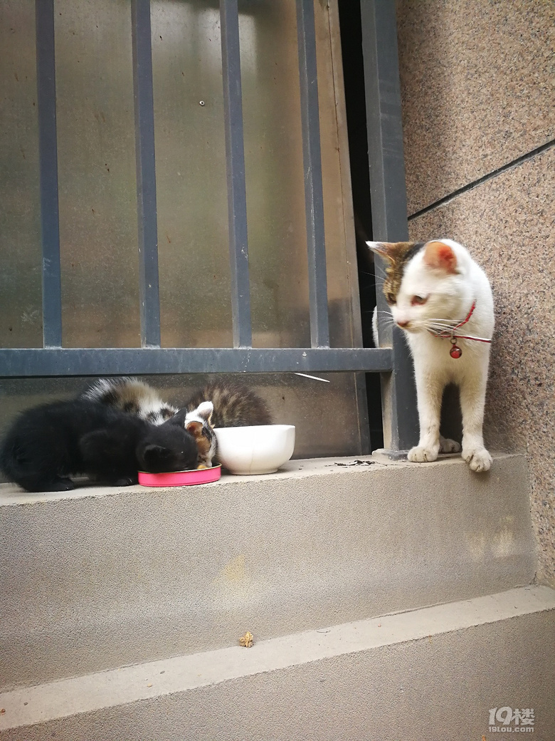 流浪猫,一大四小,谁领养去?