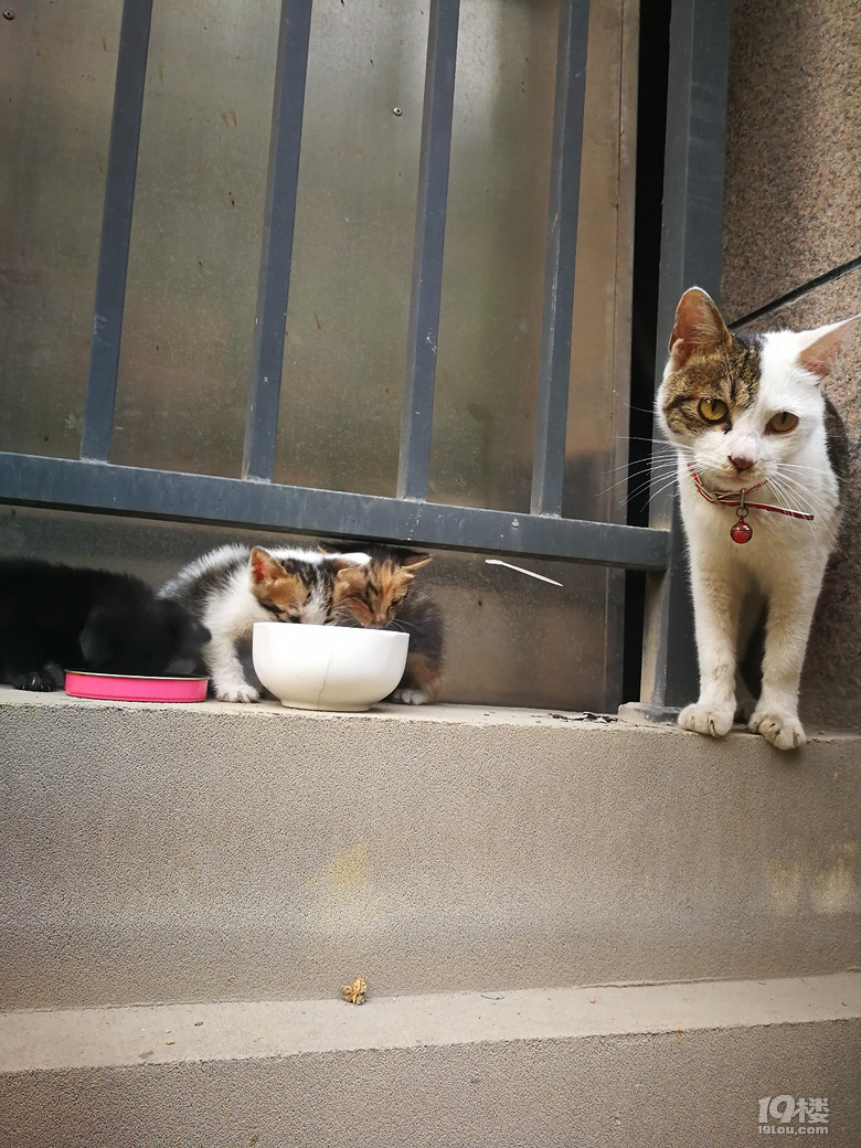 流浪猫,一大四小,谁领养去?