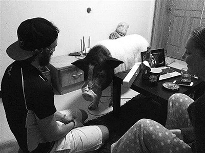 做引体向上不慎滑脱 网红小猪鲍勃的男主人亚