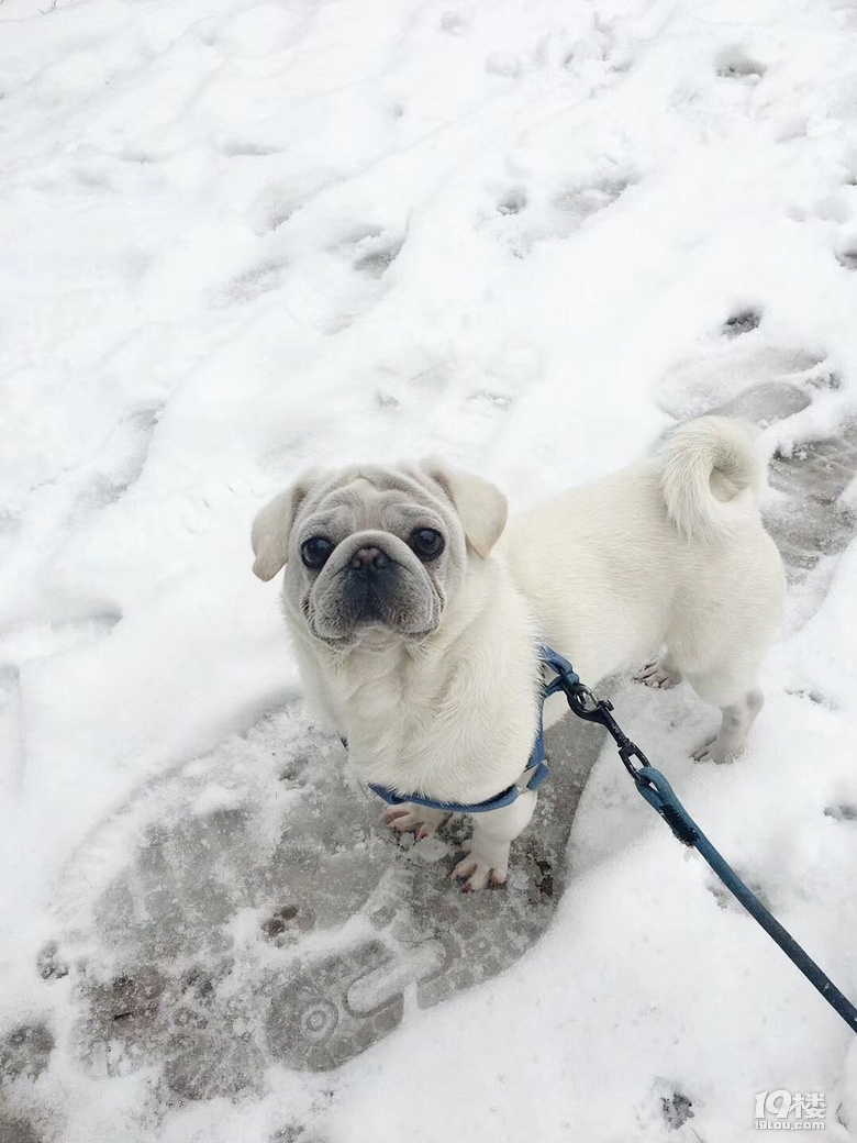 {宠物相亲}一岁白巴哥,寻.