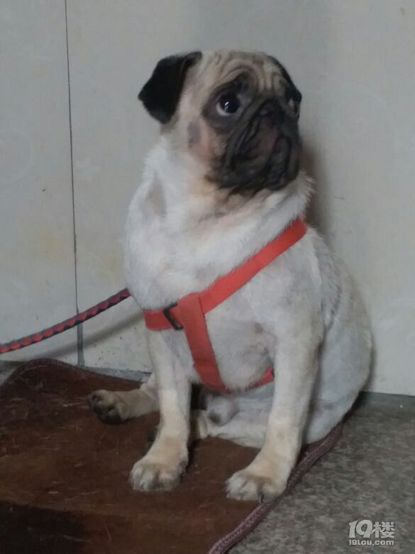 巴哥犬低价转出,