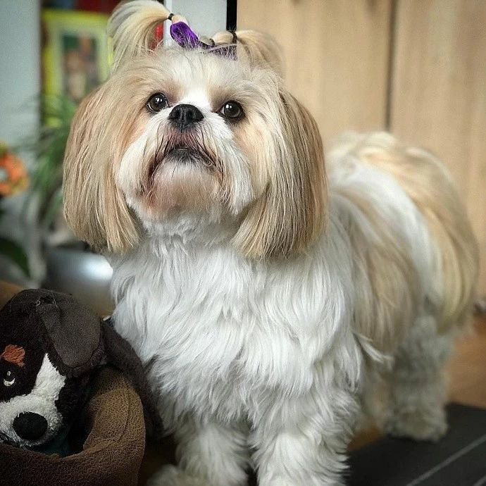 太姥姥给西施犬扎小辫子,狗狗乖乖配合的样子,超像外孙女