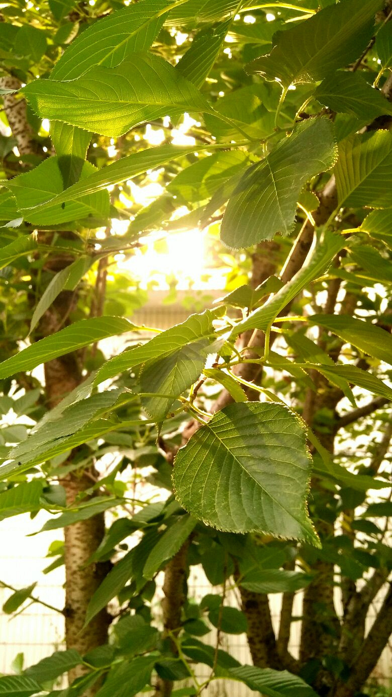 晨光的光景