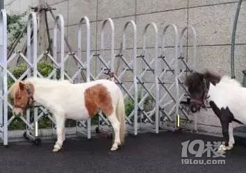 杭州一小学养了两匹纯英国进口的小马孩子