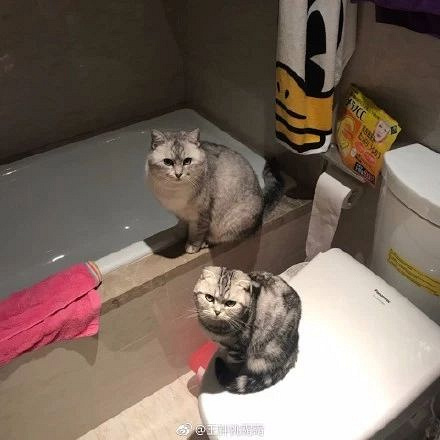 你知道吗,原来好多猫都有4只眼睛,太神奇了.