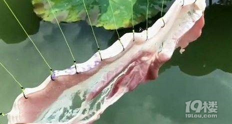 小伙把猪肉扔到水里,没过多久猪肉上出现的一