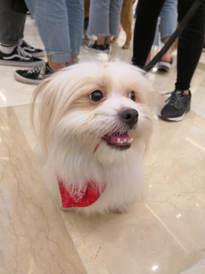 流浪狗小白 寻靠谱主人