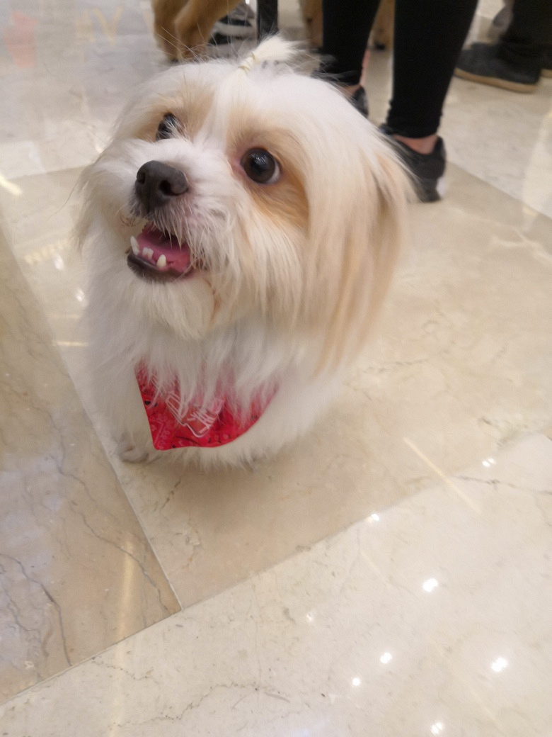 流浪狗小白 寻靠谱主人