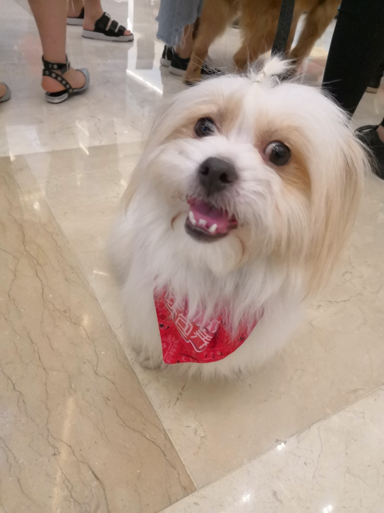 流浪狗小白 寻靠谱主人