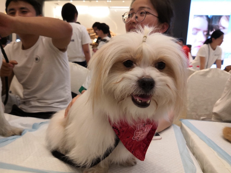 流浪狗小白 寻靠谱主人