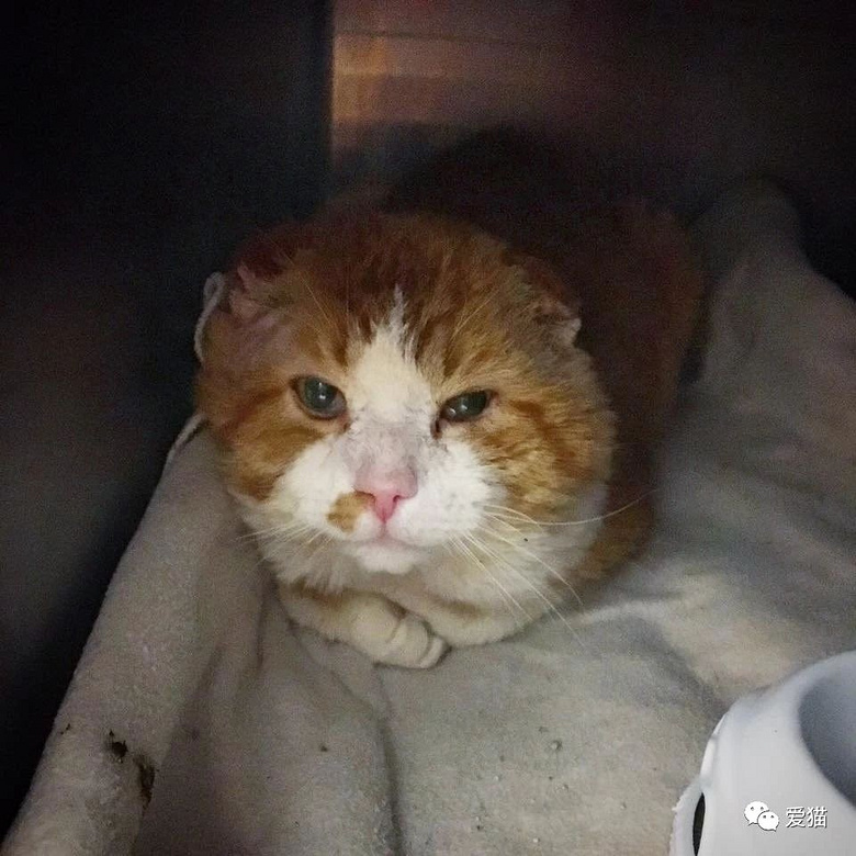 被冻掉耳朵,患上猫艾滋,这只橘猫也太惨了,幸好