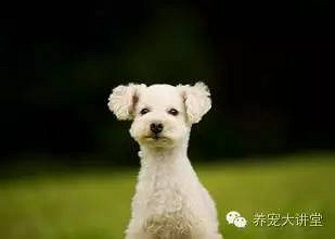 对狗狗过敏怎么办