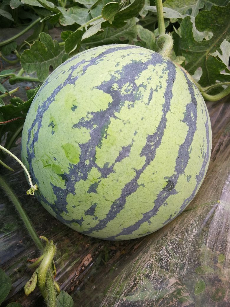 自家西瓜上市了,欢迎采摘