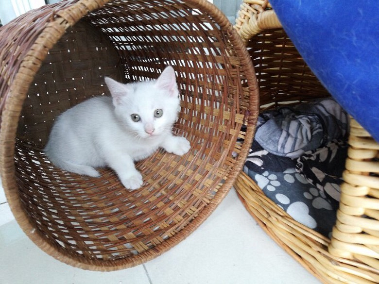 无偿领养猫咪(杭州临平)