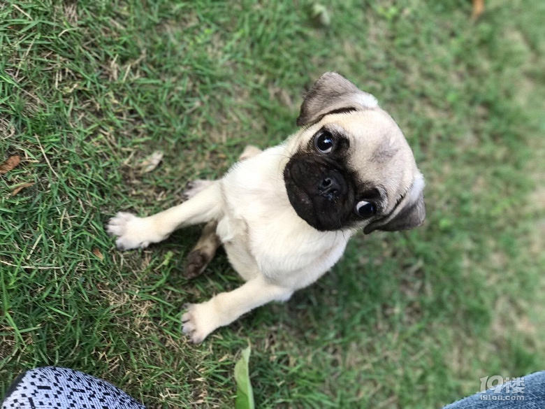 小偿领养四个月的小巴哥