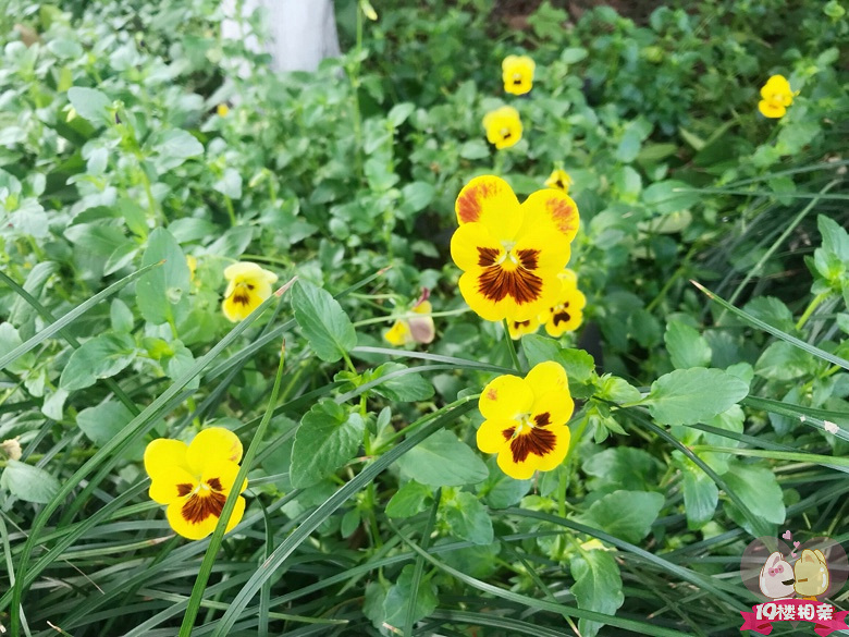 最近抖音里面很火的93年的我还在