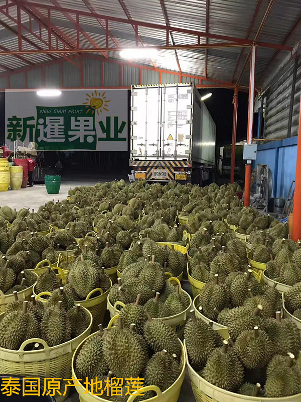 新暹果业榴莲,坚持高品种,原产地直发,做最好的