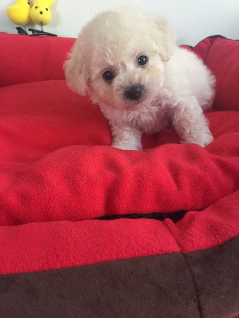 家养小体泰迪狗白泰迪狗找新家