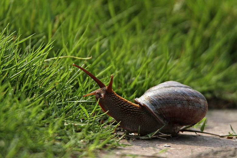 一组大蜗牛分享-生态-19摄区-杭州19楼
