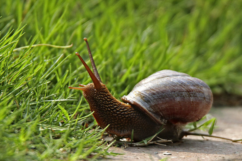 一组大蜗牛分享-生态-19摄区-杭州19楼
