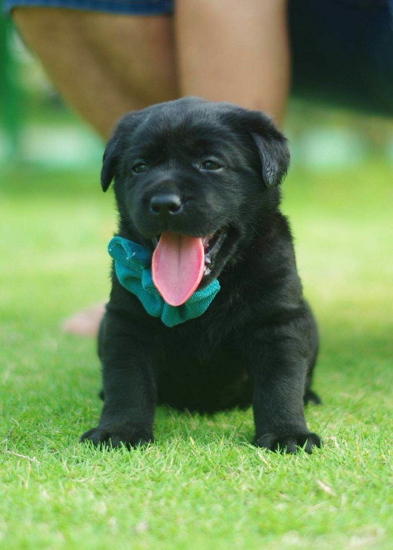 好狗狗也得用好狗粮养出来的!