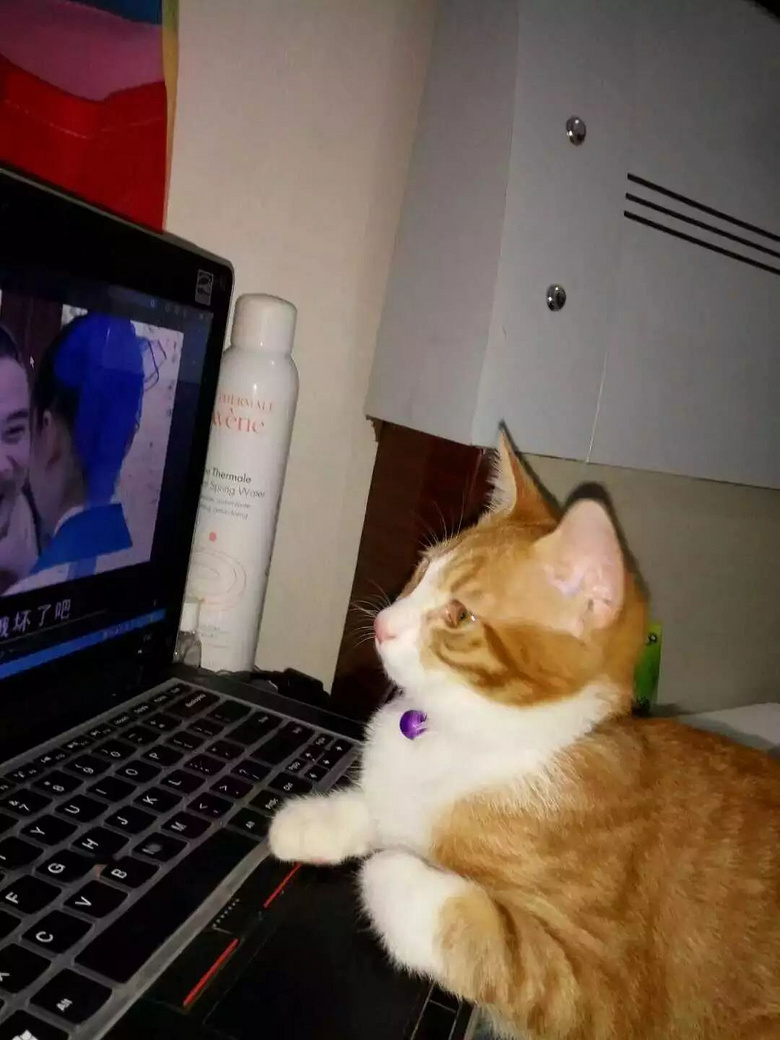 猫太爱看电视,影响视力吗?