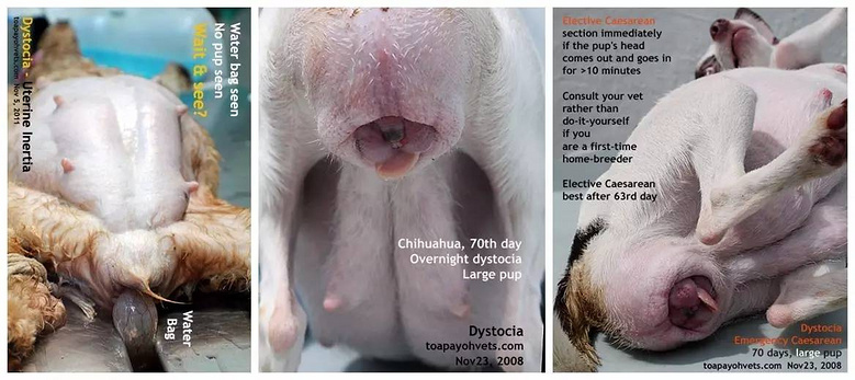 狗狗难产怎么办,资深专家来解难