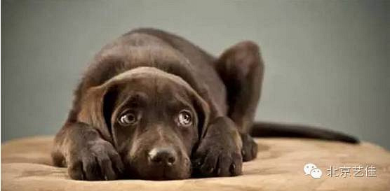 狗的行为与智慧(养犬人最需了解的知识)