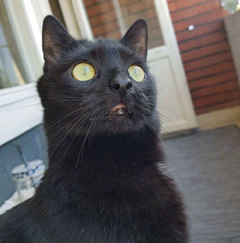 这只黑猫从没出过家门,这次主人给弄了个阳台,它看到后直接.