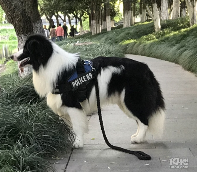 五月十八号钱塘江边走失一只后背花掉的黑白边牧爱狗