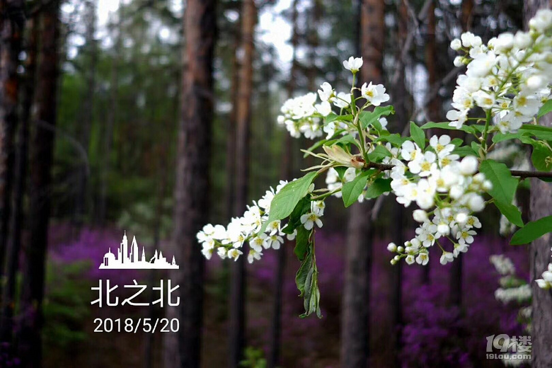 漠河旅游, 稠李花開夏自來! 漠河找北3日自由行約起來!