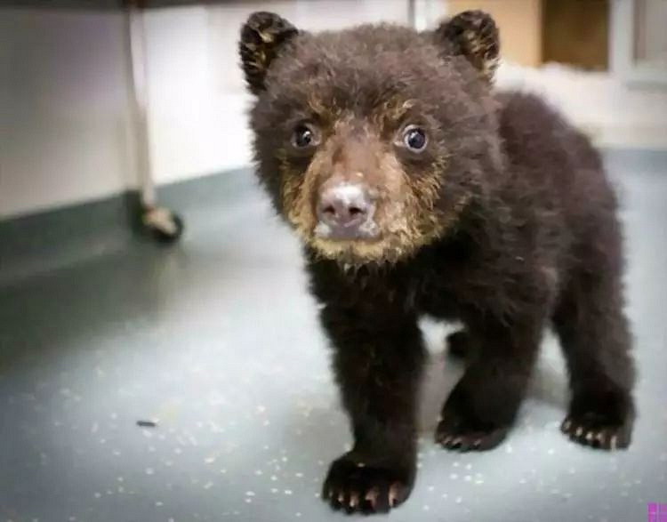 选狗的时候,千万别忘了问这狗是什么品种!