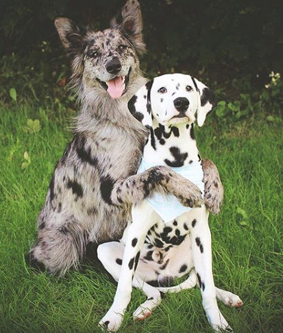 这两只狗狗的搭配看起来十分情侣,铲屎官:它们只是好朋友 .