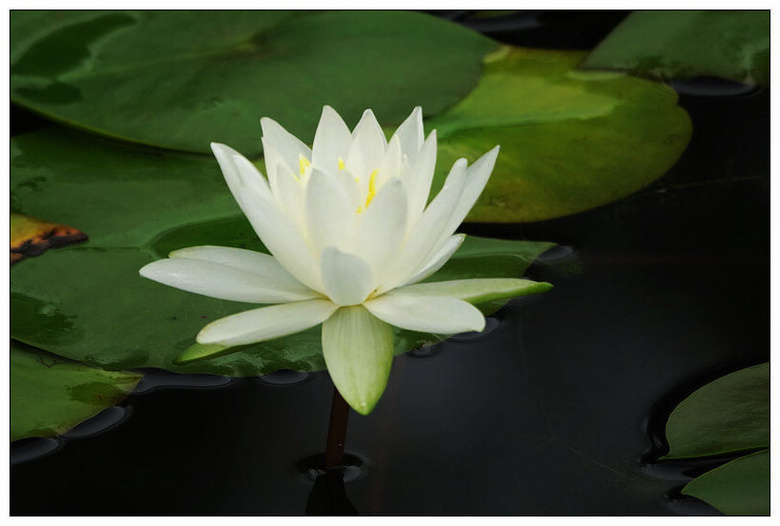 睡莲--白色