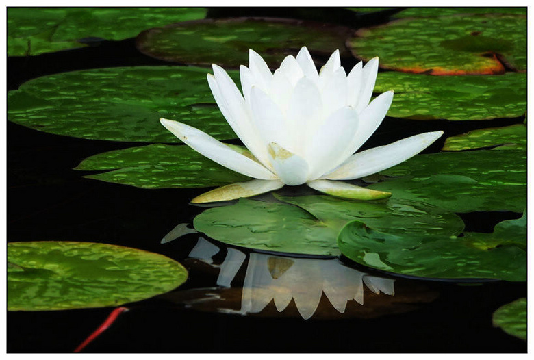 睡莲--白色