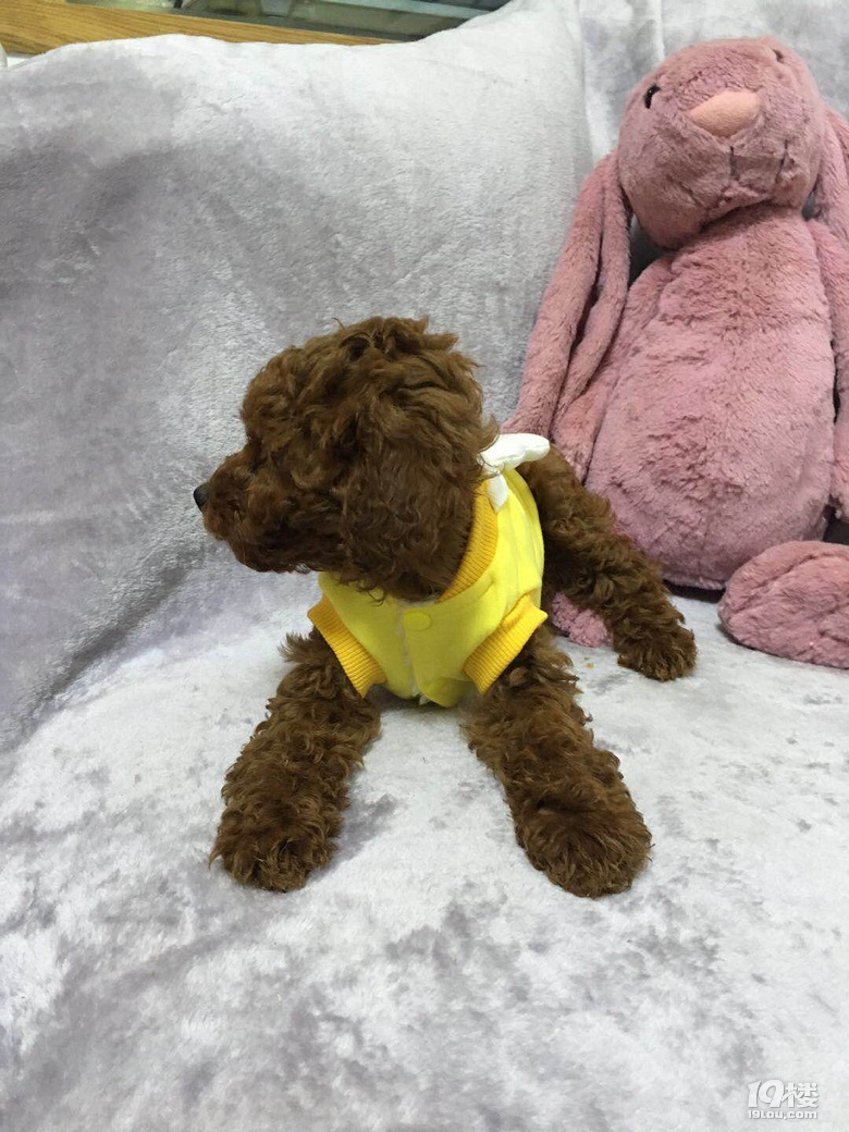 泰迪小母狗4个月大找主人