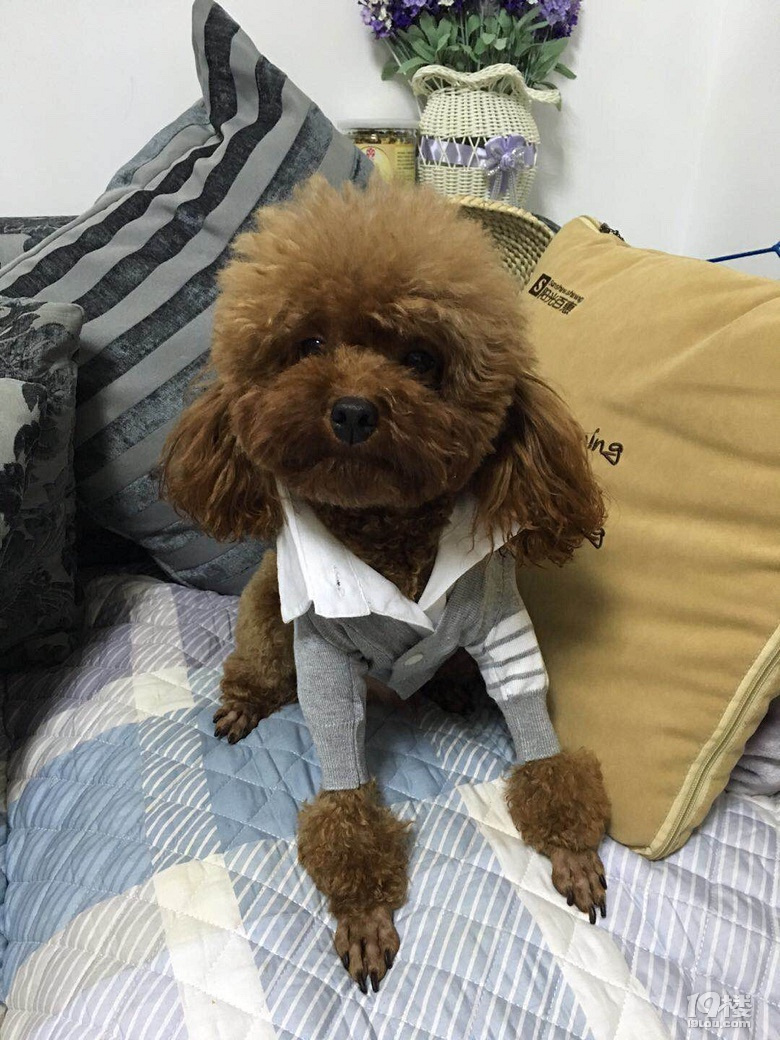 泰迪小母狗4个月大找主人