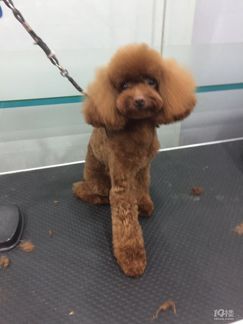 泰迪小母狗4个月大找主人