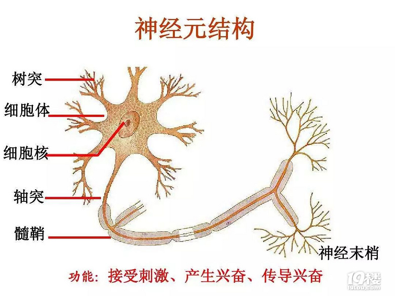 家長發(fā)現(xiàn)孩子進(jìn)入3年級(jí)以后,學(xué)習(xí)不專心、易分神,為什么?