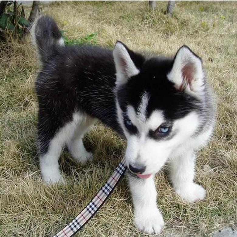 蓝眼睛 三把火 极品哈士奇