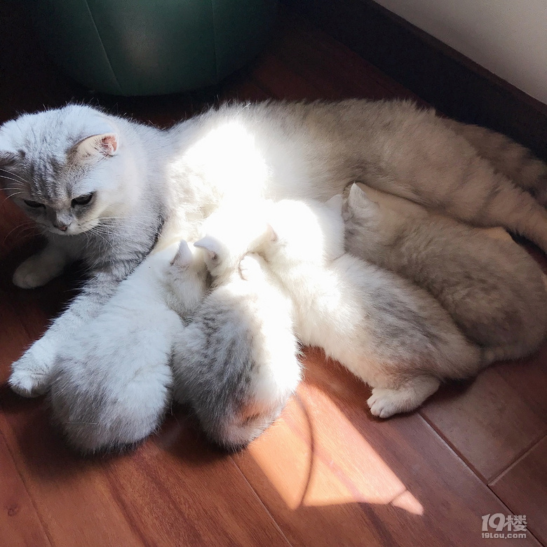 家养第一胎奶凶奶萌的4小只英短银渐层宝宝