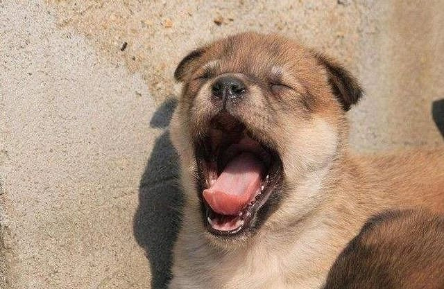 狗狗总喜欢咬人怎么办?六个方法让狗狗不再伤