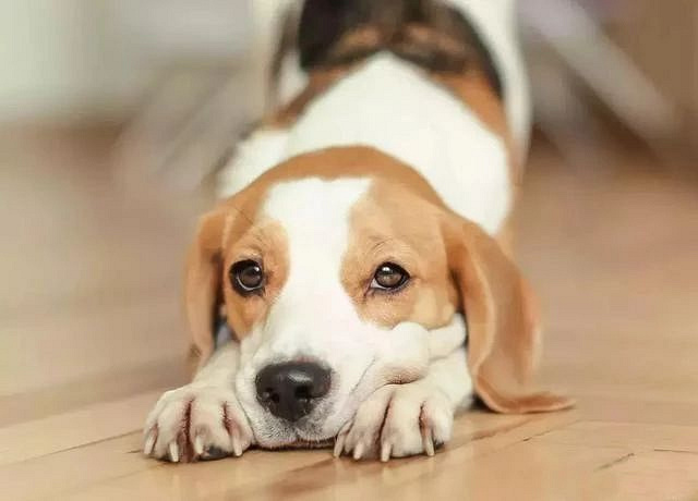 狗狗总喜欢咬人怎么办?六个方法让狗狗不再伤