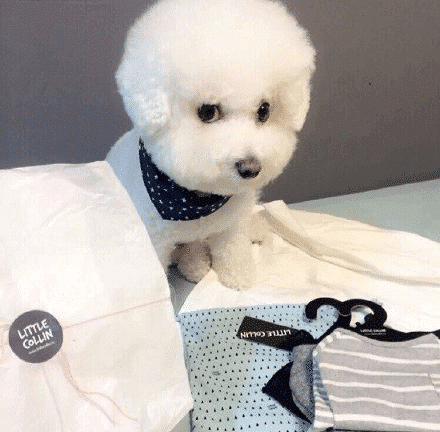 这是汪星球上最圆的狗,一言不合就对你卖萌