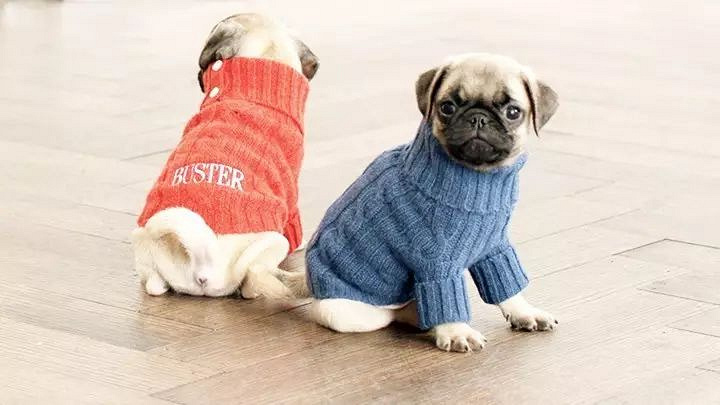 10种穿衣服的狗狗,哪种才是你的最爱?