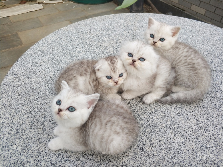 猫子一坨坨,吹个大气球。哈。