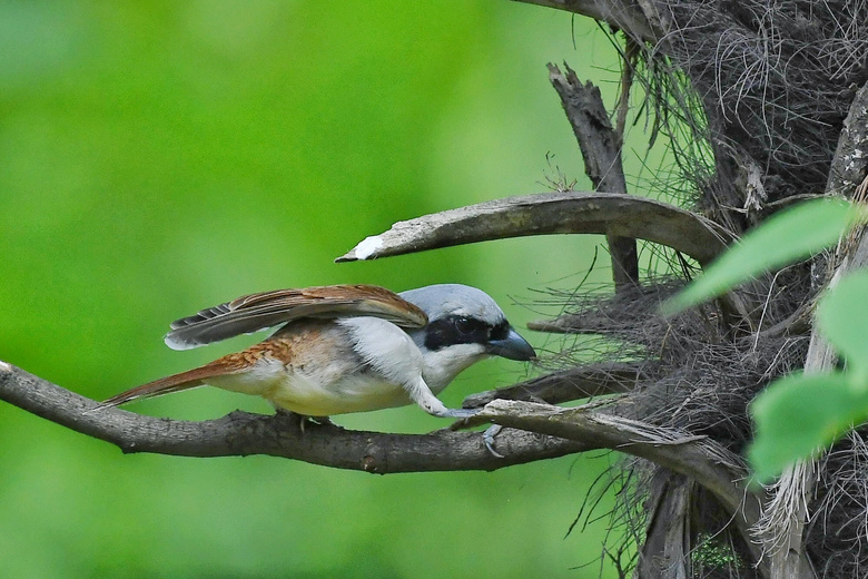 抽棕丝做窝的虎纹伯劳